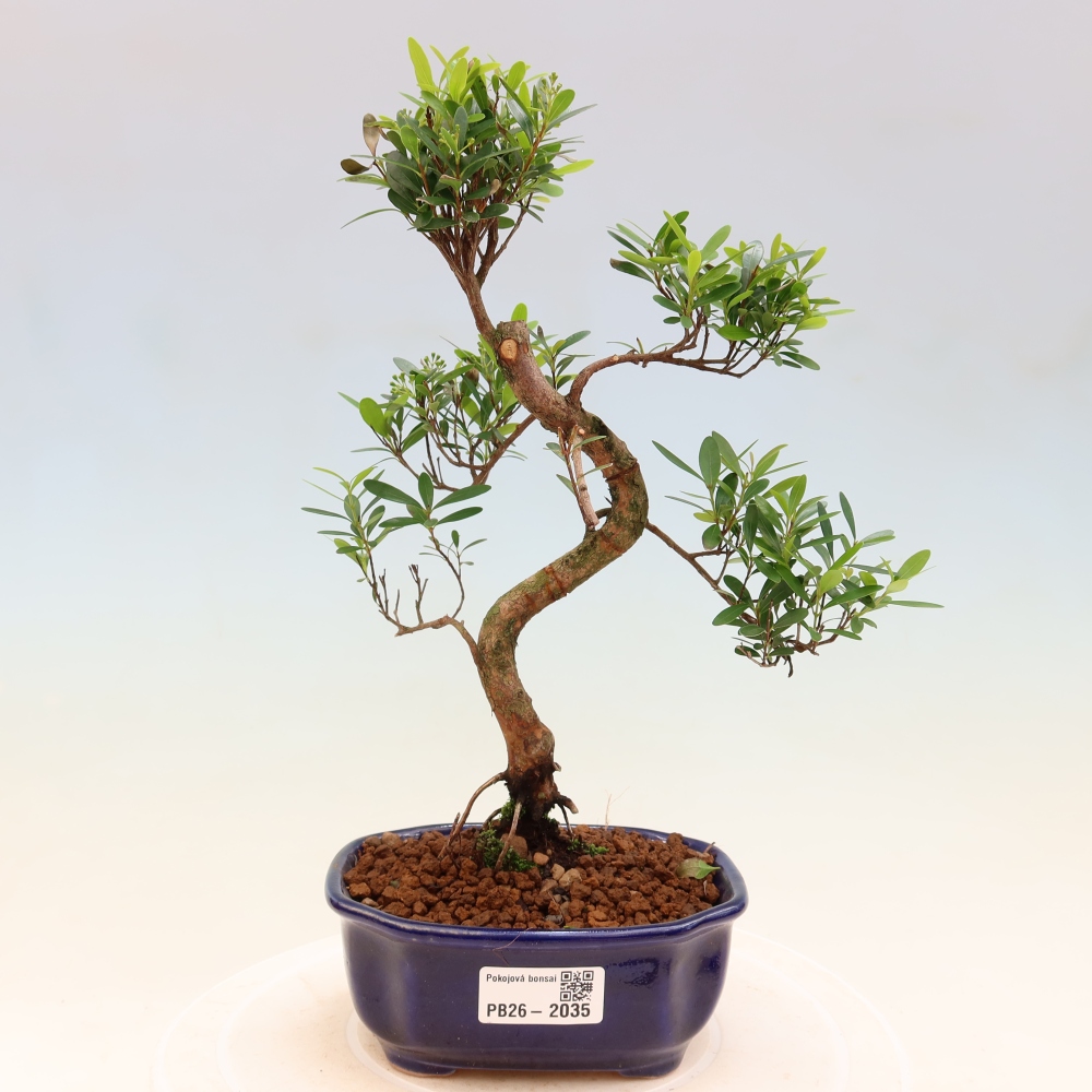 Pokojová bonsai - Syzygium - Pimentovník