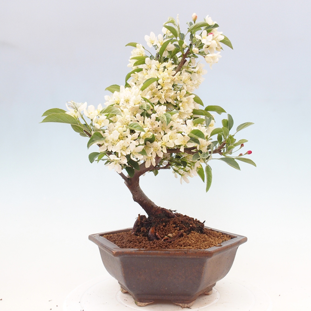 Venkovní bonsai - Malus sargentii -  Maloplodá jabloň