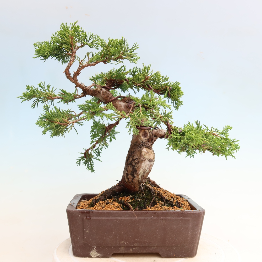Venkovní bonsai - Juniperus chinensis Itoigawa-Jalovec čínský