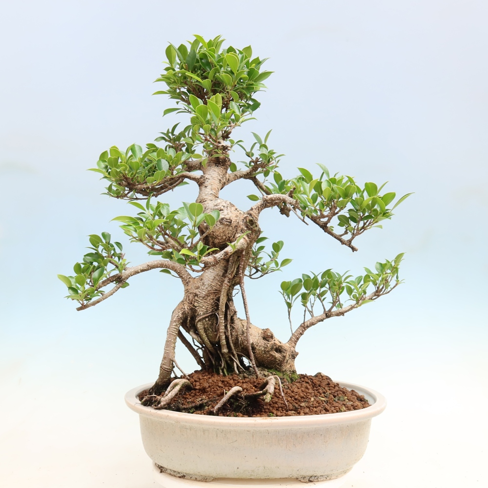 Pokojová bonsai - Ficus kimmen -  malolistý fíkus