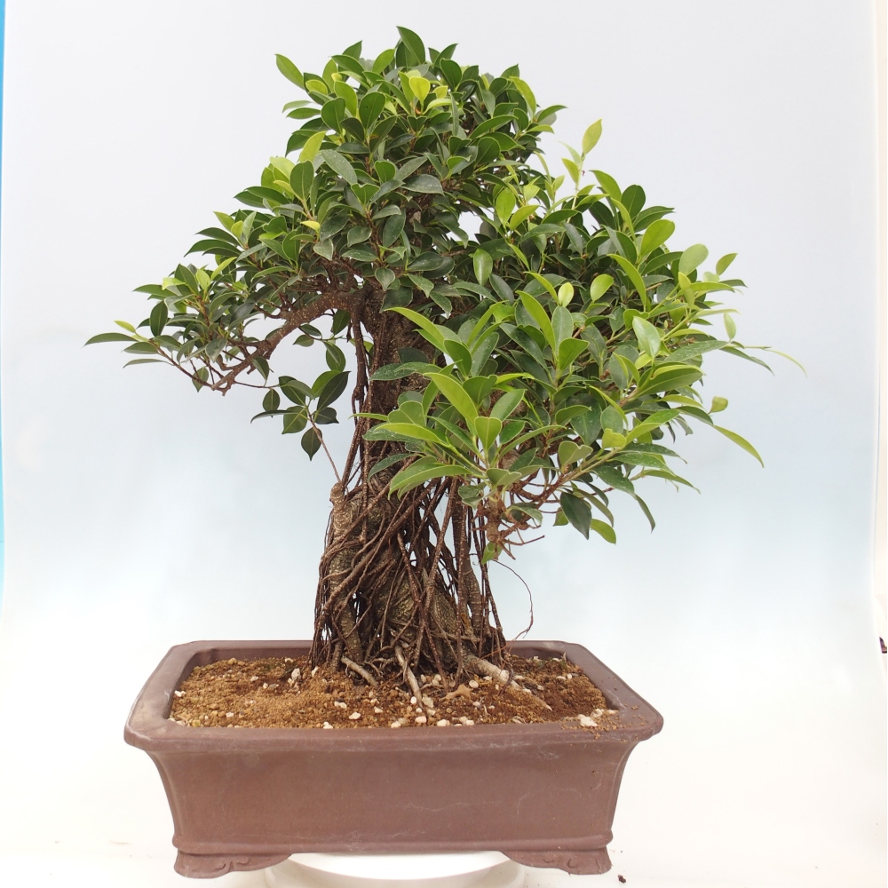 Pokojová bonsai - Ficus kimmen -  malolistý fíkus - POUZE OSOBNÍ ODBĚR nebo paletová přeprava