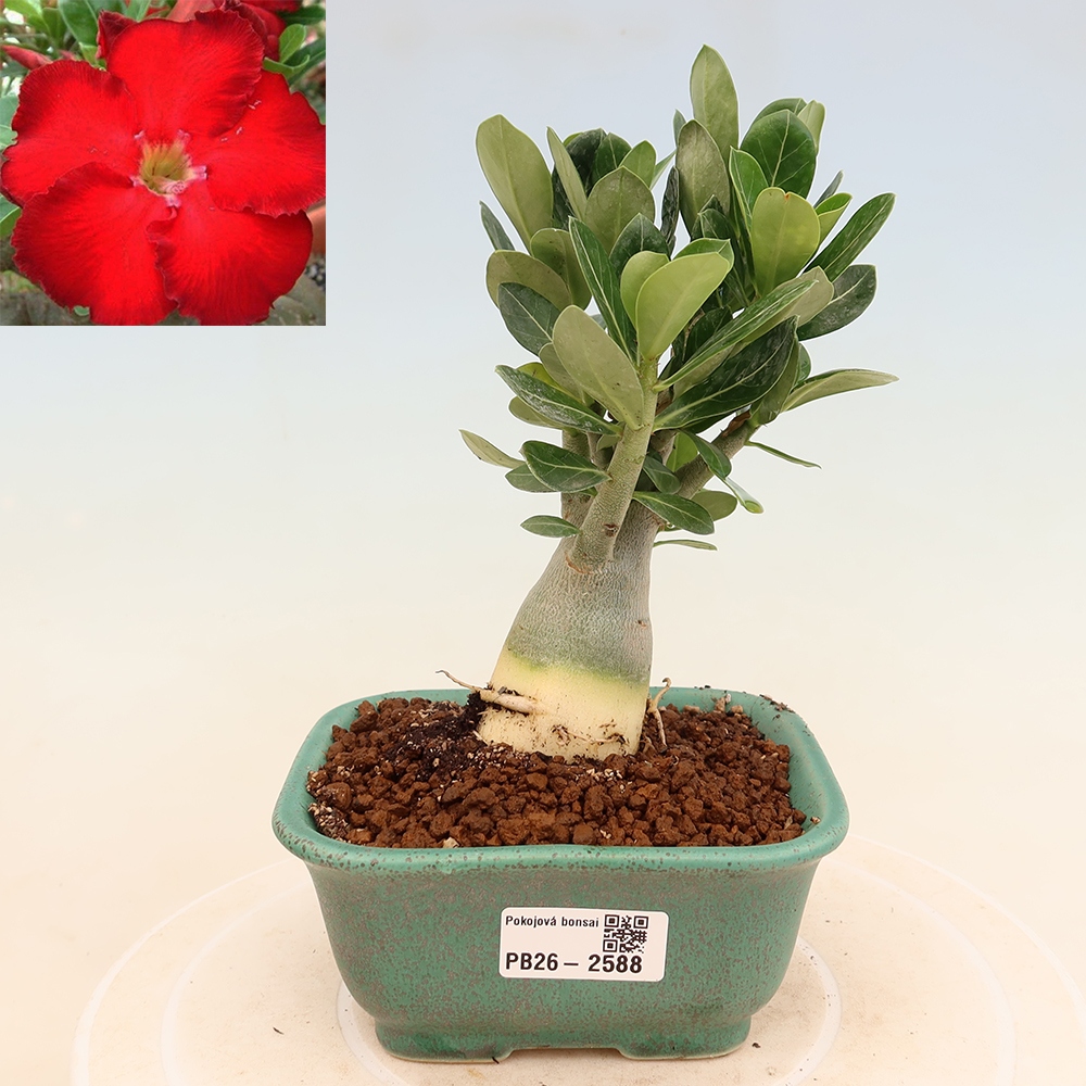 Pokojová bonsai - Adenium obesum Red Star - Pouštní růže
