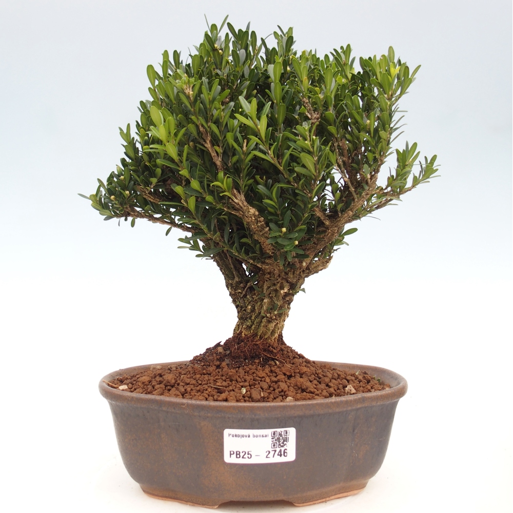 Pokojová bonsai - Buxus harlandii - korkový buxus