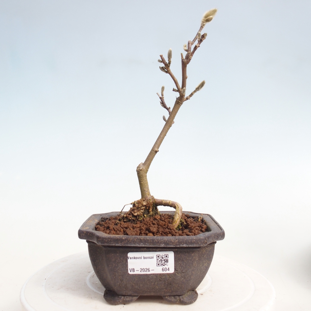 Venkovní bonsai - Magnolia stellata  -  Šácholán hvězdokvětý