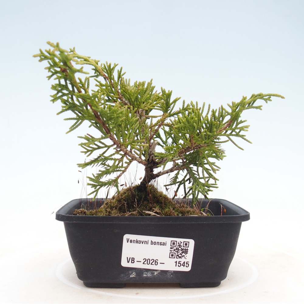 Venkovní bonsai - Juniperus chinensis Itoigawa -Jalovec čínský