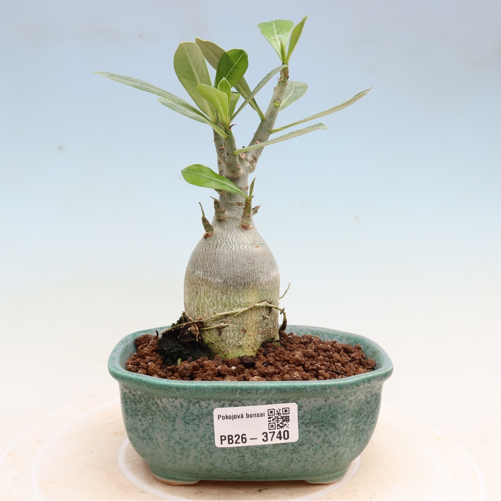 Pokojová bonsai - Adenium obesum Red Star - Pouštní růže