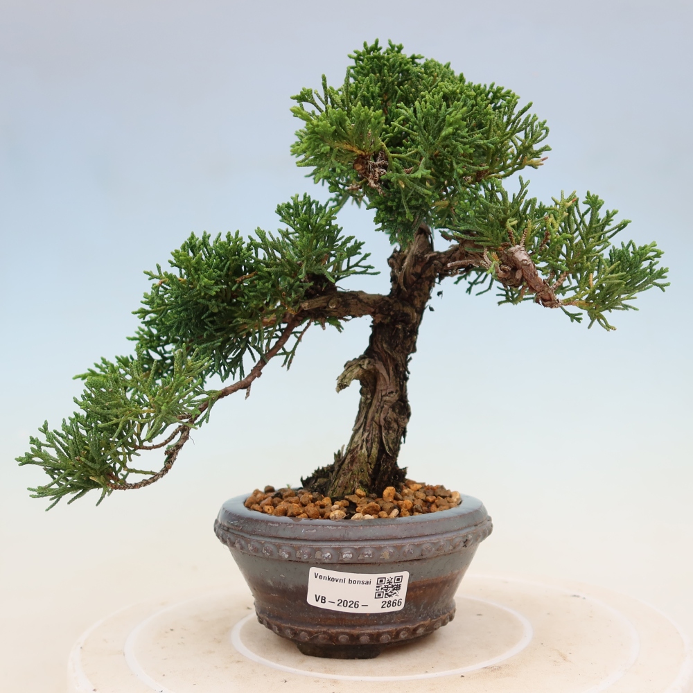 Venkovní bonsai - Juniperus chinensis Kishu -Jalovec čínský