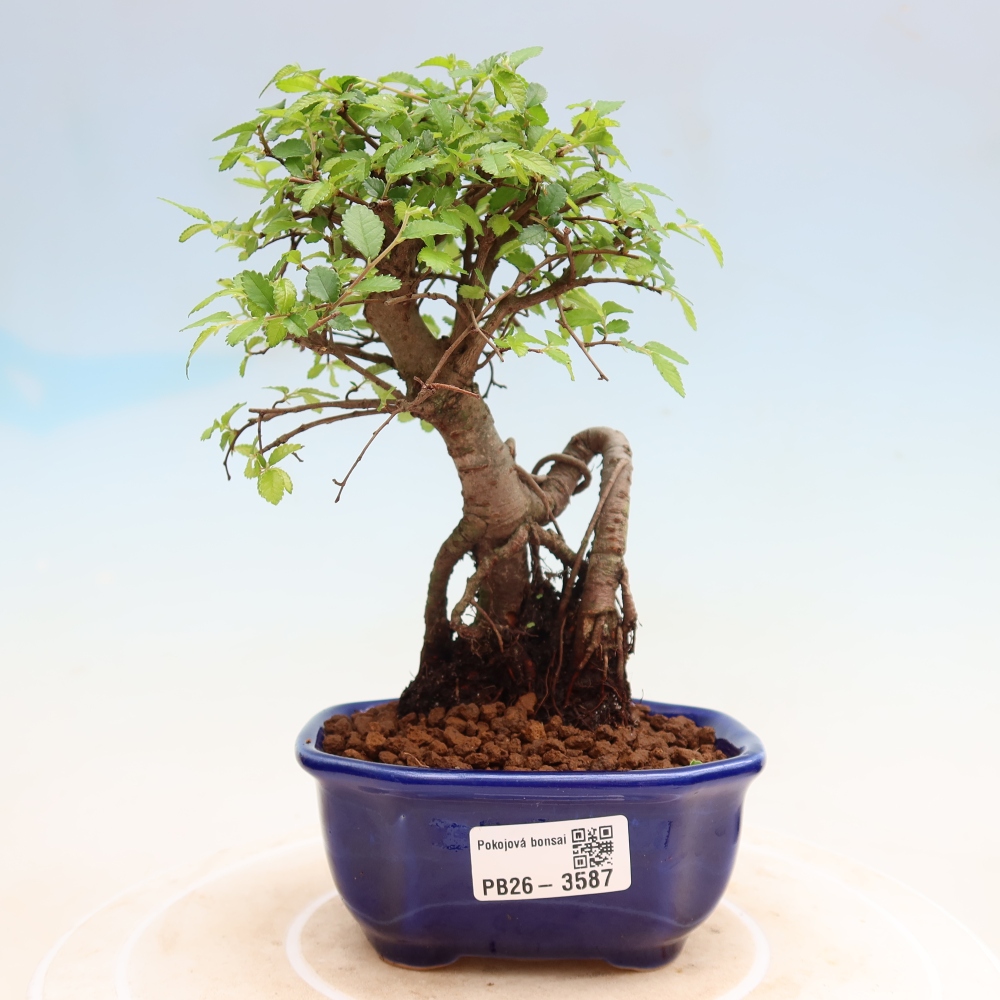 Pokojová bonsai - Ulmus parvifolia - Malolistý jilm