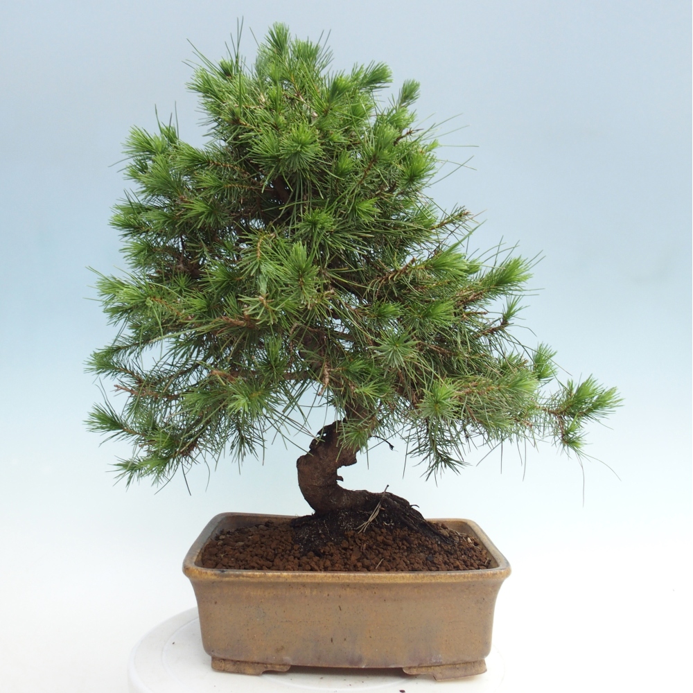 Pokojová bonsai-Pinus halepensis-Borovice alepská