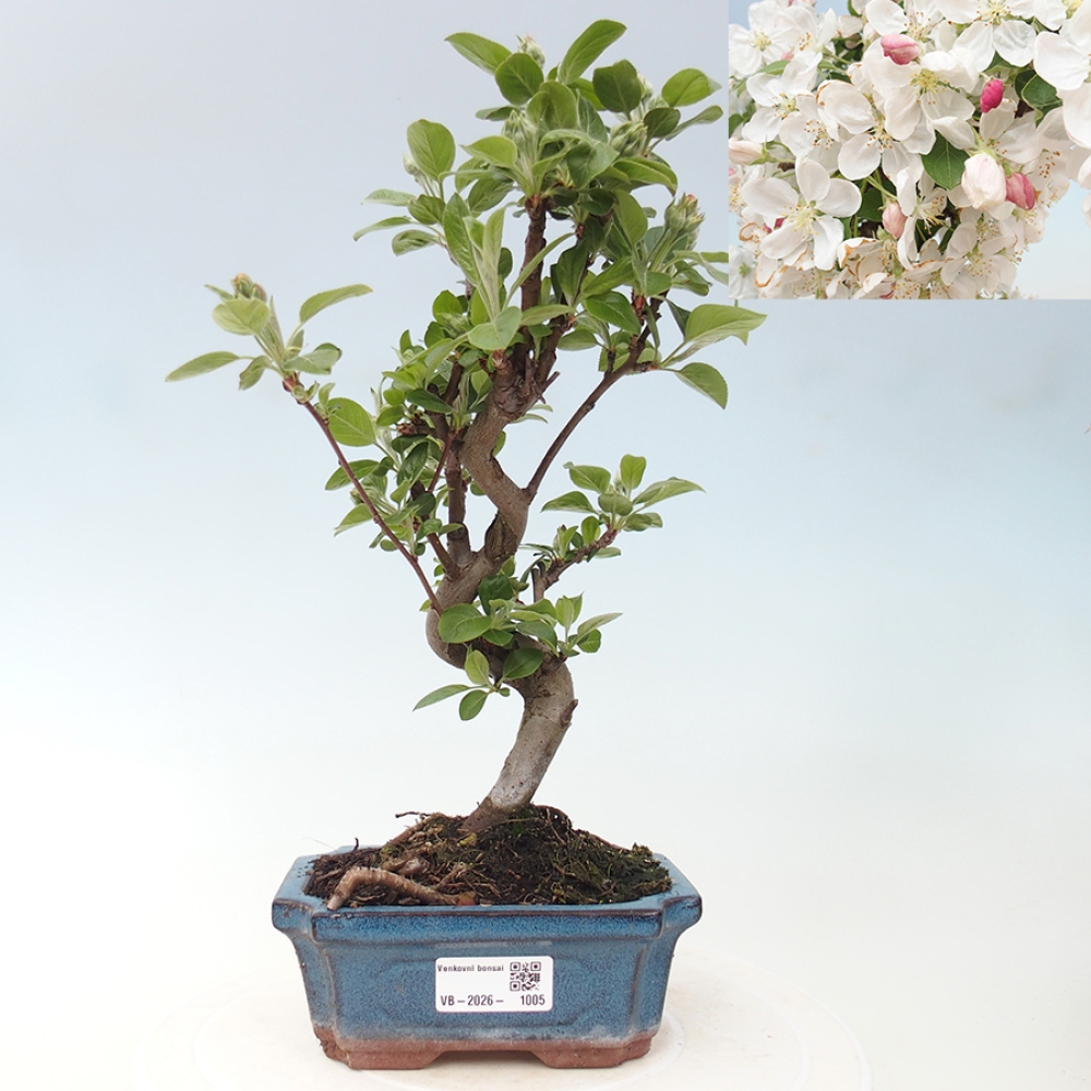 Venkovní bonsai -Malus halliana - Maloplodá jabloň