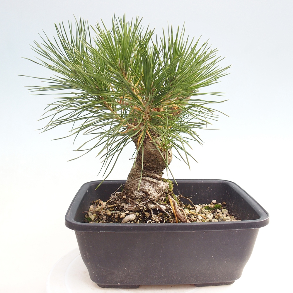 Venkovní bonsai - Pinus thunbergii - Borovice thunbergova