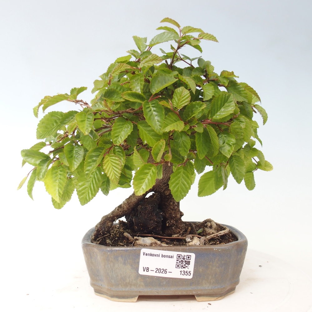 Venkovní bonsai -Carpinus CARPINOIDES - Habr korejský