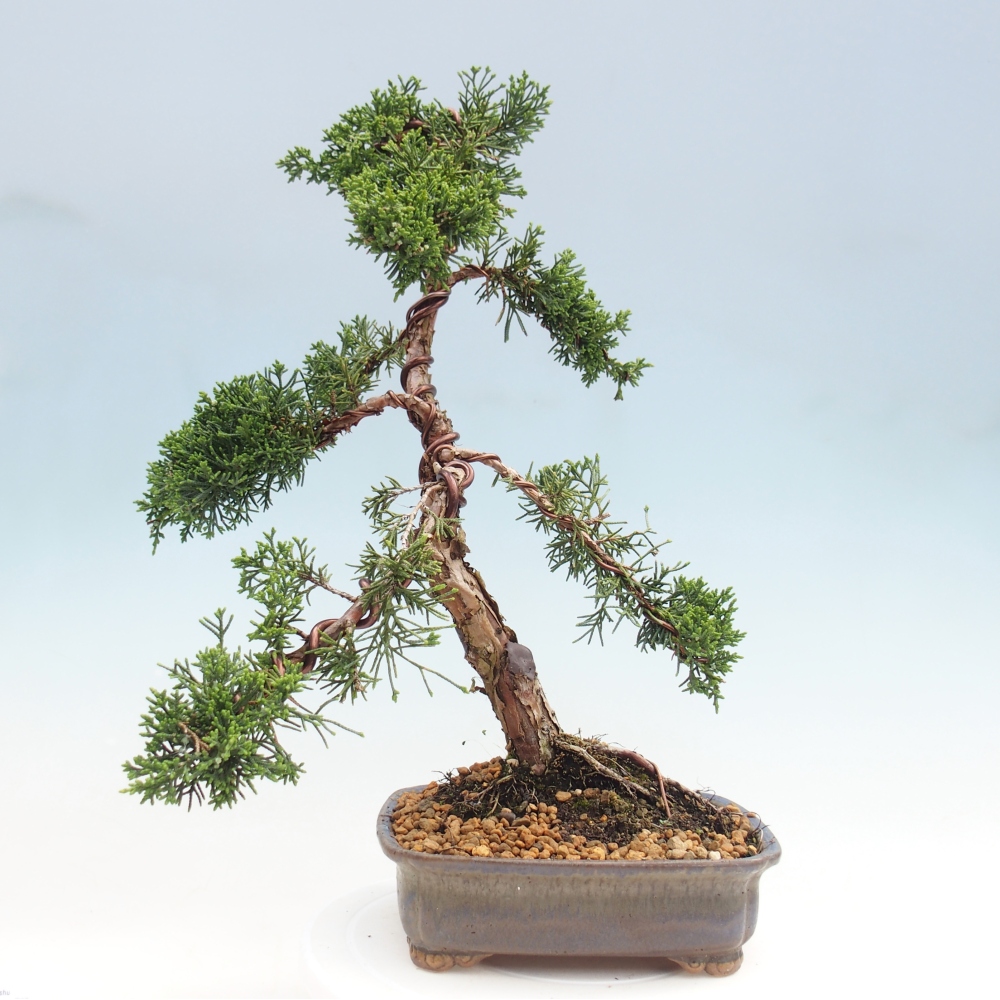 Venkovní bonsai - Juniperus chinensis Kishu -Jalovec čínský