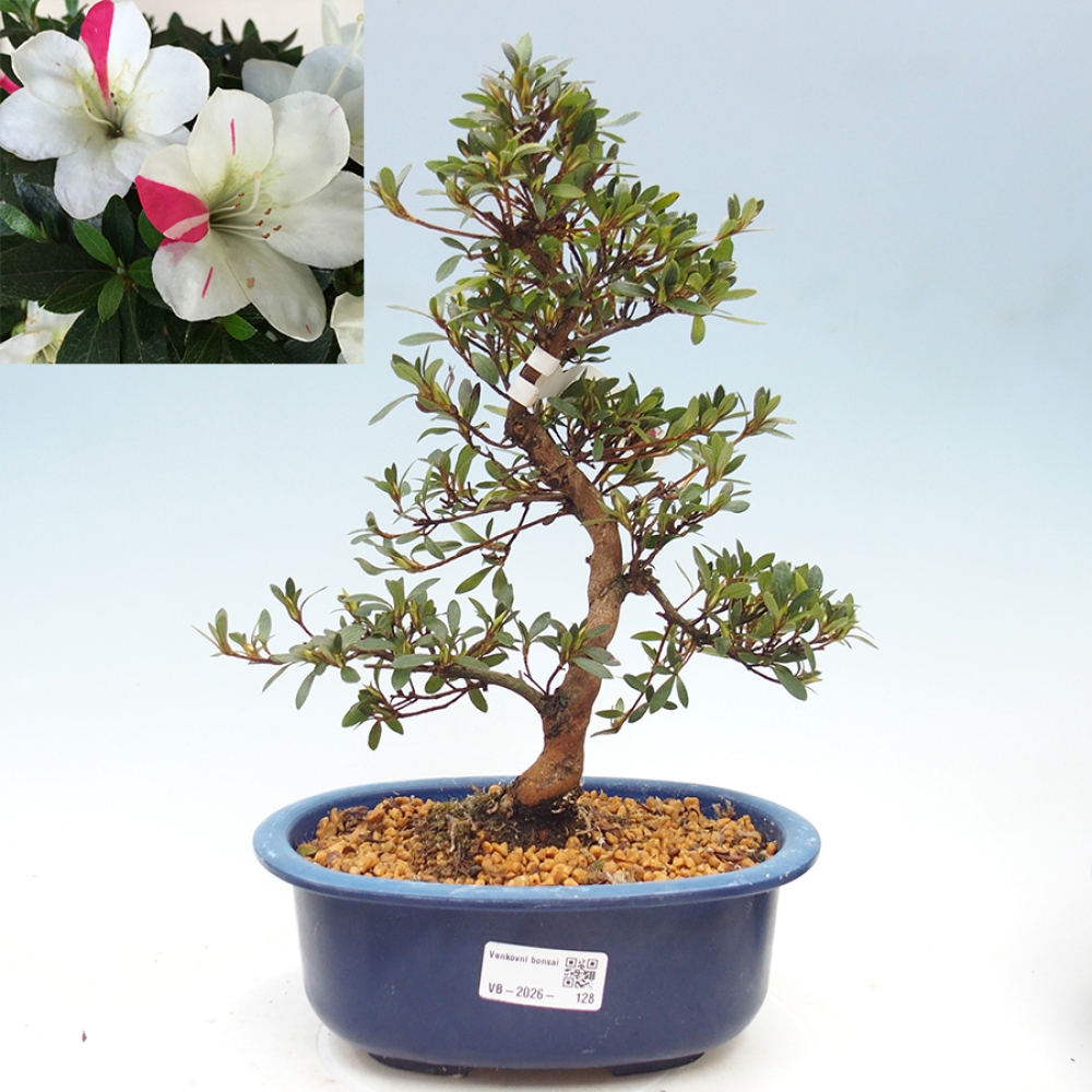 Venkovní bonsai - Japonská azalka - Azalea Suigootome