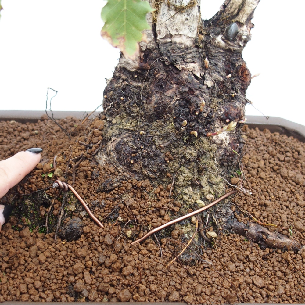 Yamadori - Quercus Ilex -Dub cesmínovitý
