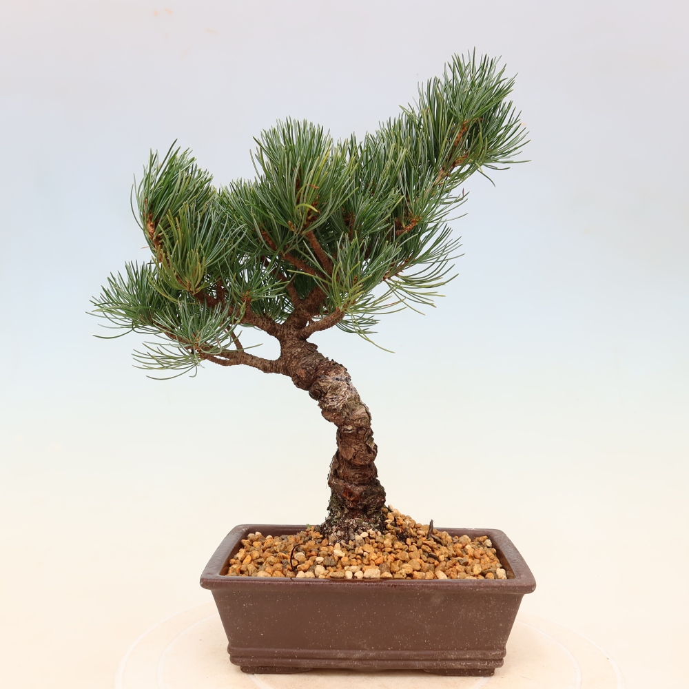 Venkovní bonsai - Pinus parviflora - Borovice drobnokvětá