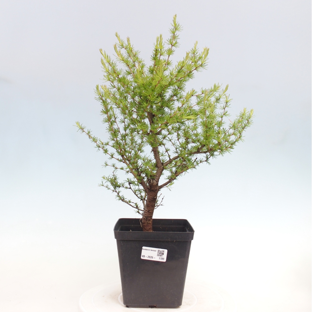 Venkovní bonsai -Larix decidua - Modřín opadavý 