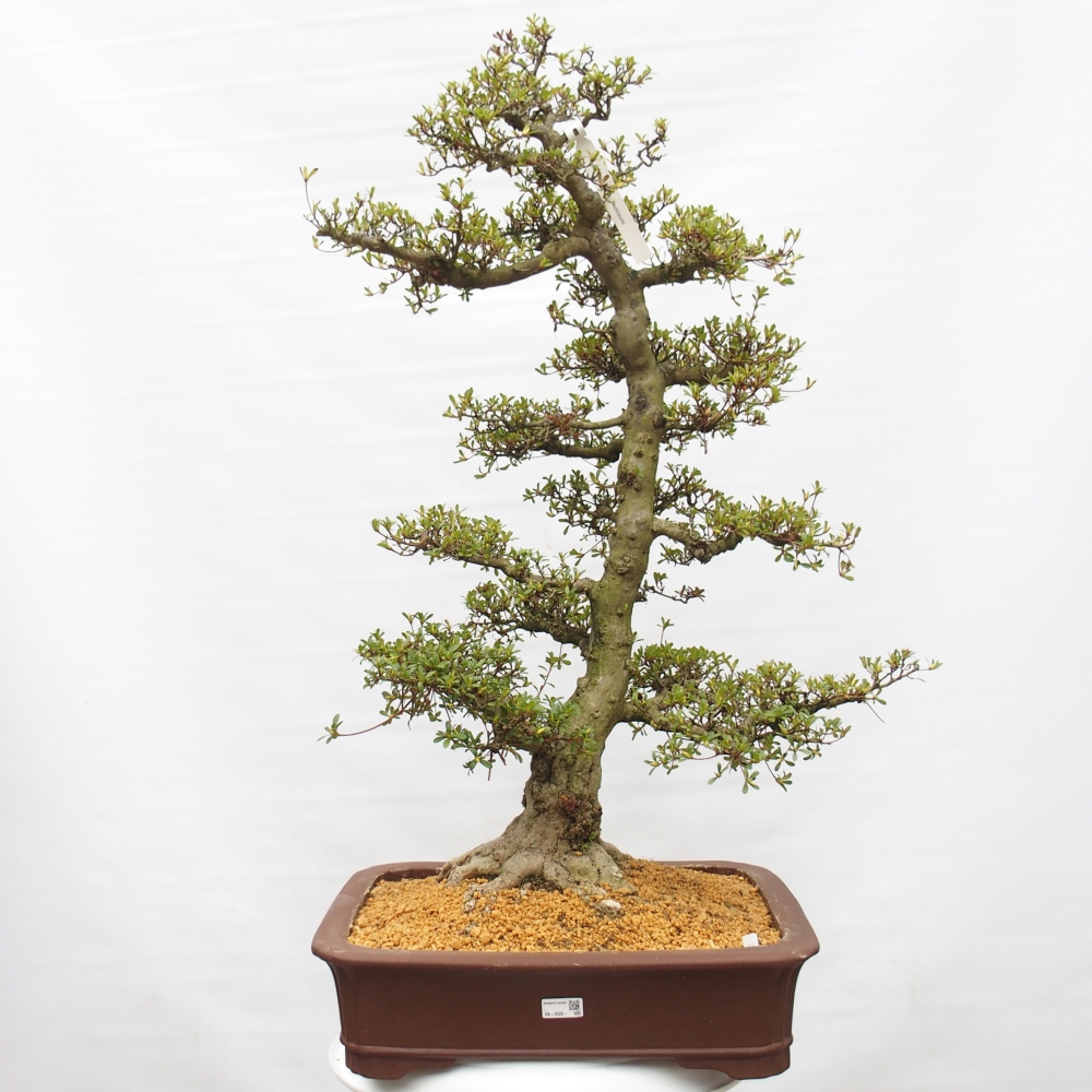 Venkovní bonsai - Japonská azalka - Azalea Tochizumi