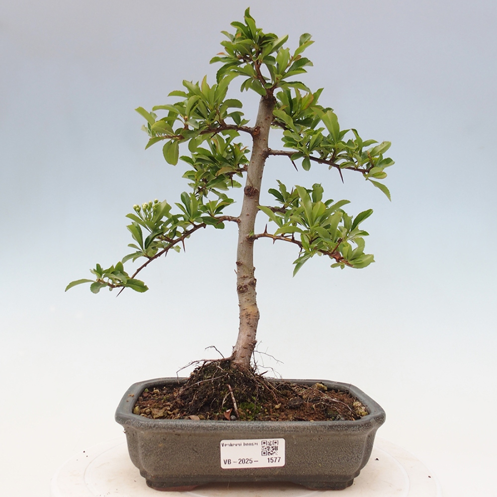 Venkovní bonsai-Pyracanta Teton -Hlohyně