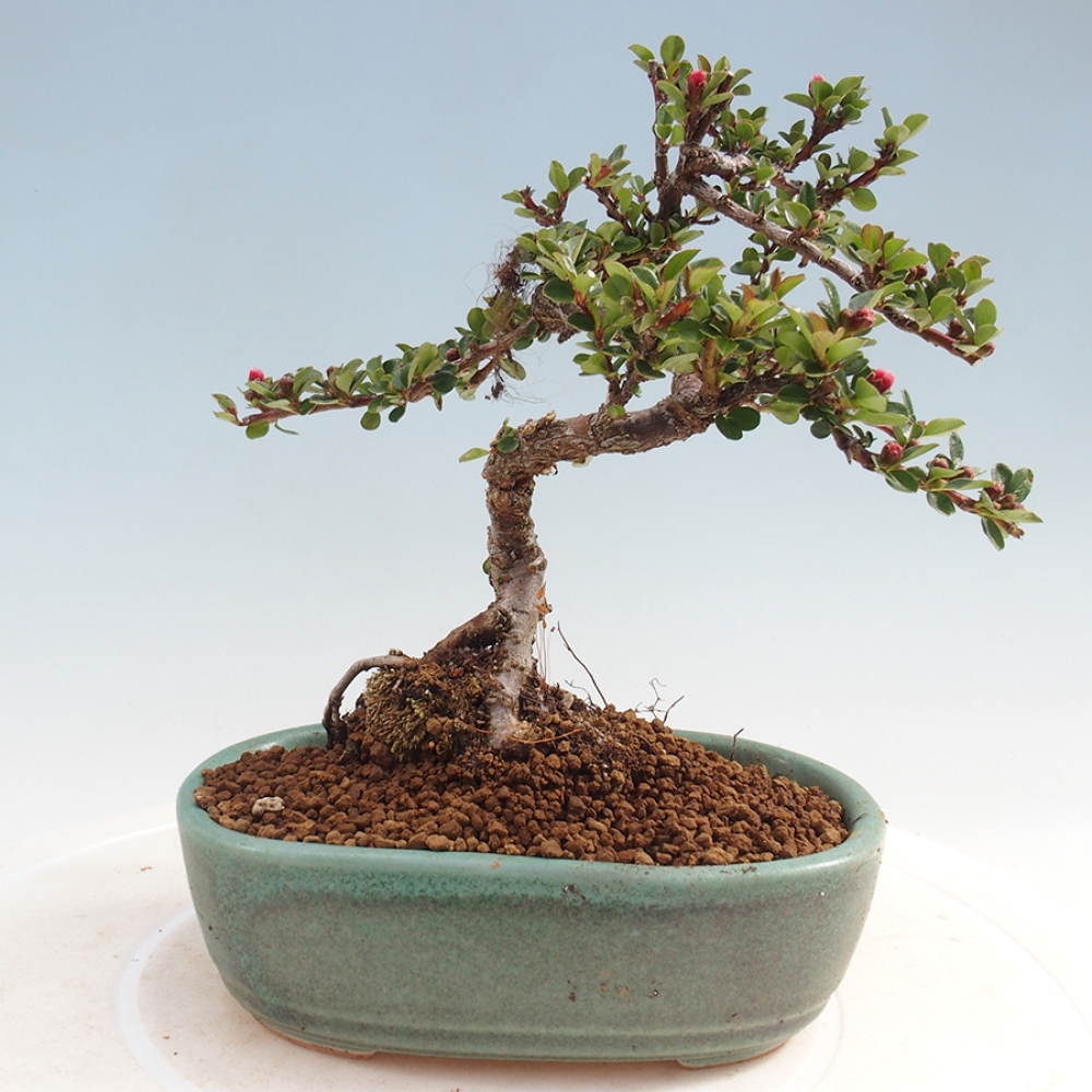 Venkovní bonsai - Cotoneaster horizontalis - Skalník