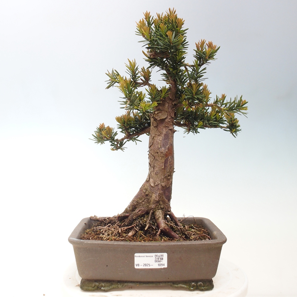 Venkovní bonsai - Taxus cuspidata  - Tis japonský