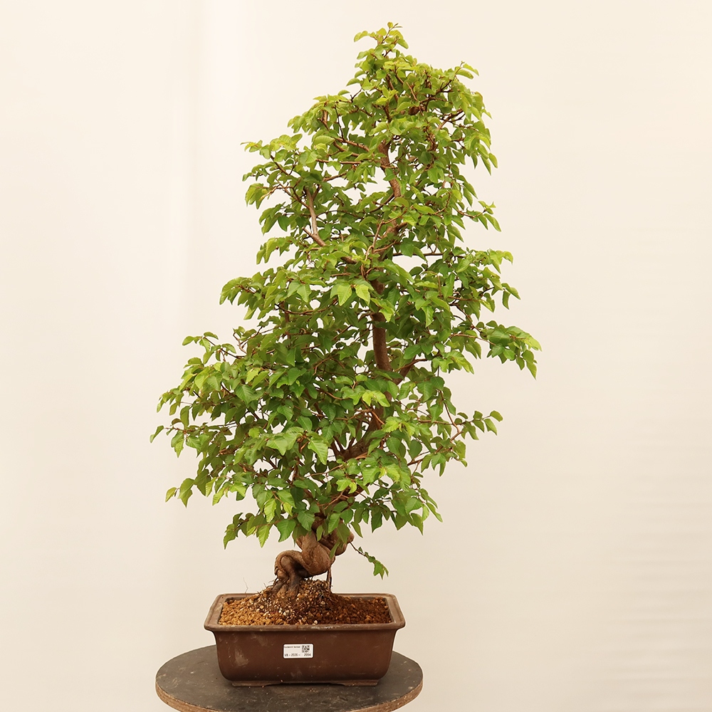 Venkovní bonsai -Carpinus Coreana - Habr korejský