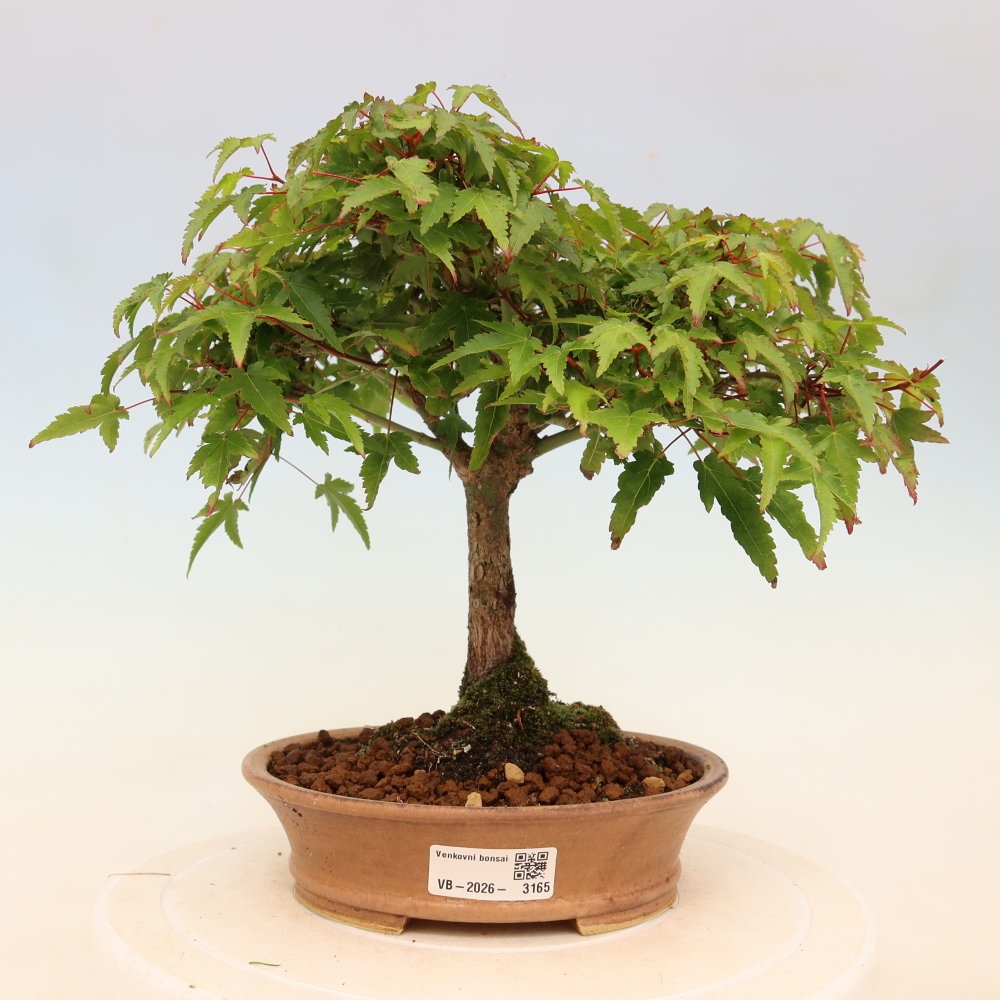 Acer palmatum KIOHIME - Javor dlanitolistý