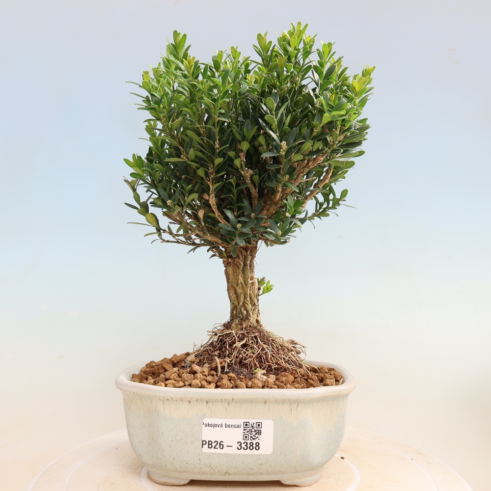 Pokojová bonsai - Buxus harlandii -korkový buxus