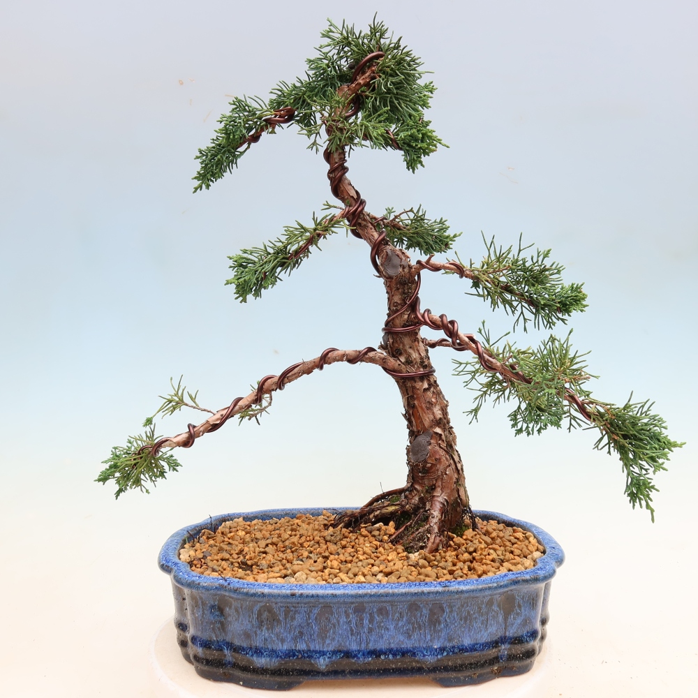 Venkovní bonsai - Juniperus chinensis Kishu -Jalovec čínský