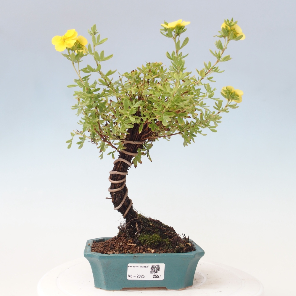 Venkovní bonsai-Mochna křovitá - potentila fruticosa yellow Bird