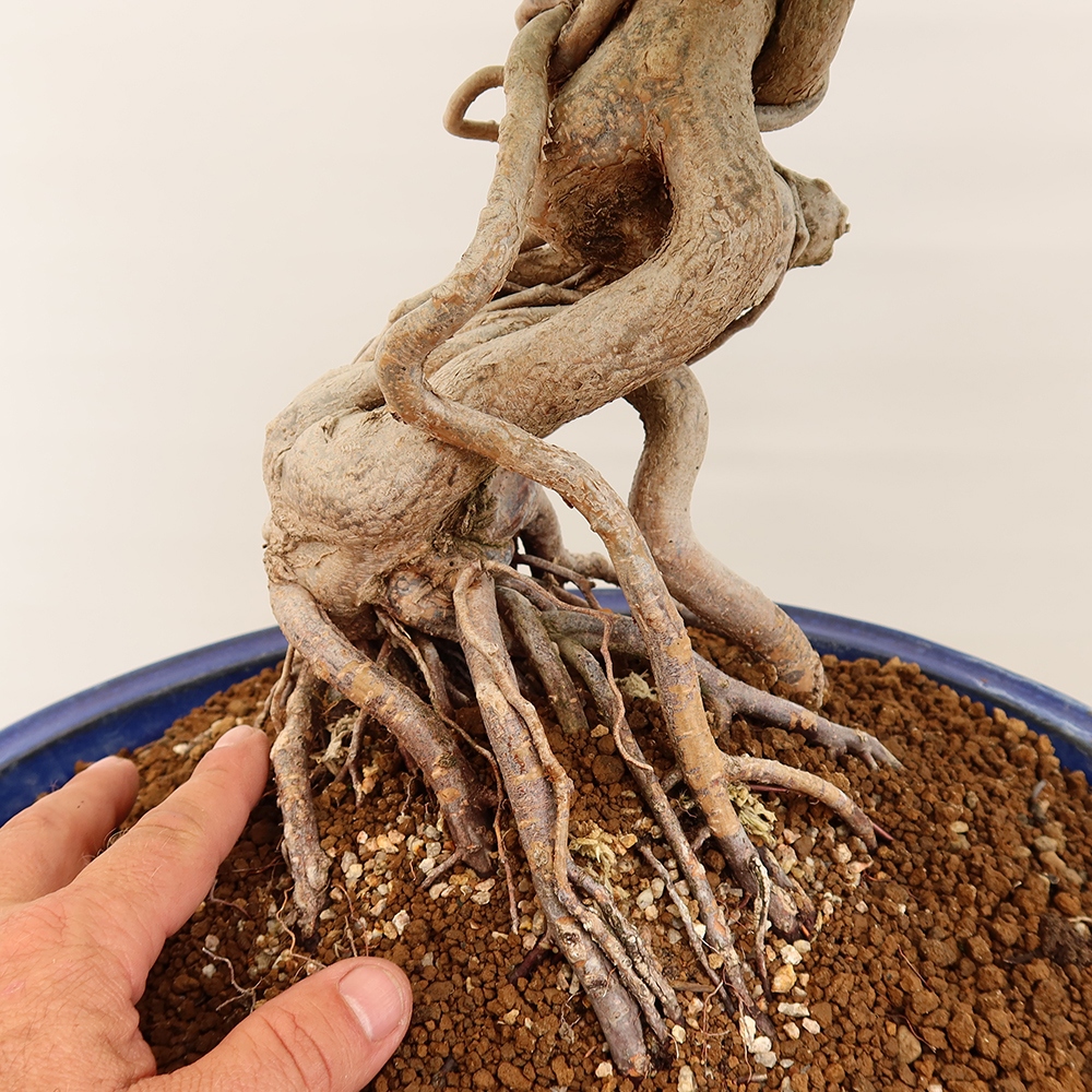 Venkovní bonsai -Carpinus Coreana - Habr korejský