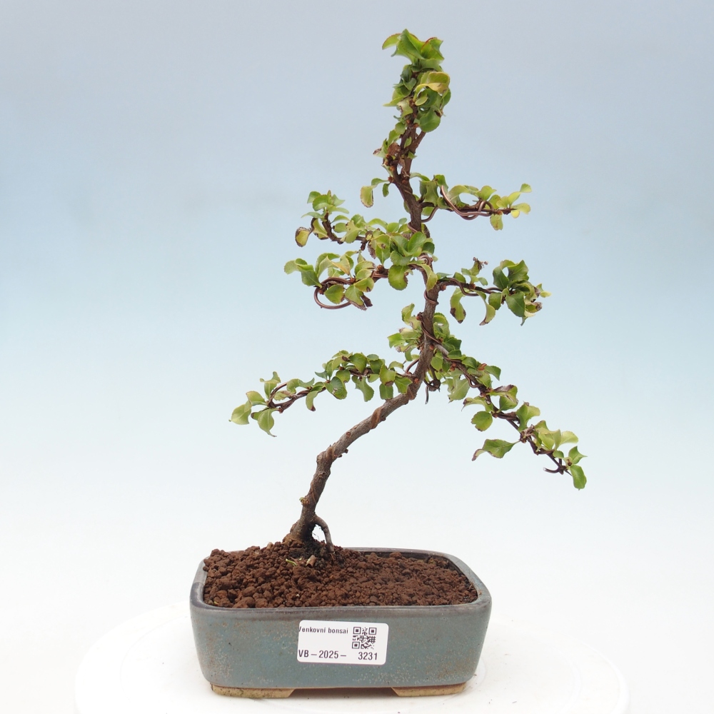Venkovní bonsai - Chaneomeles s. Red Joy - Kdoulovec 