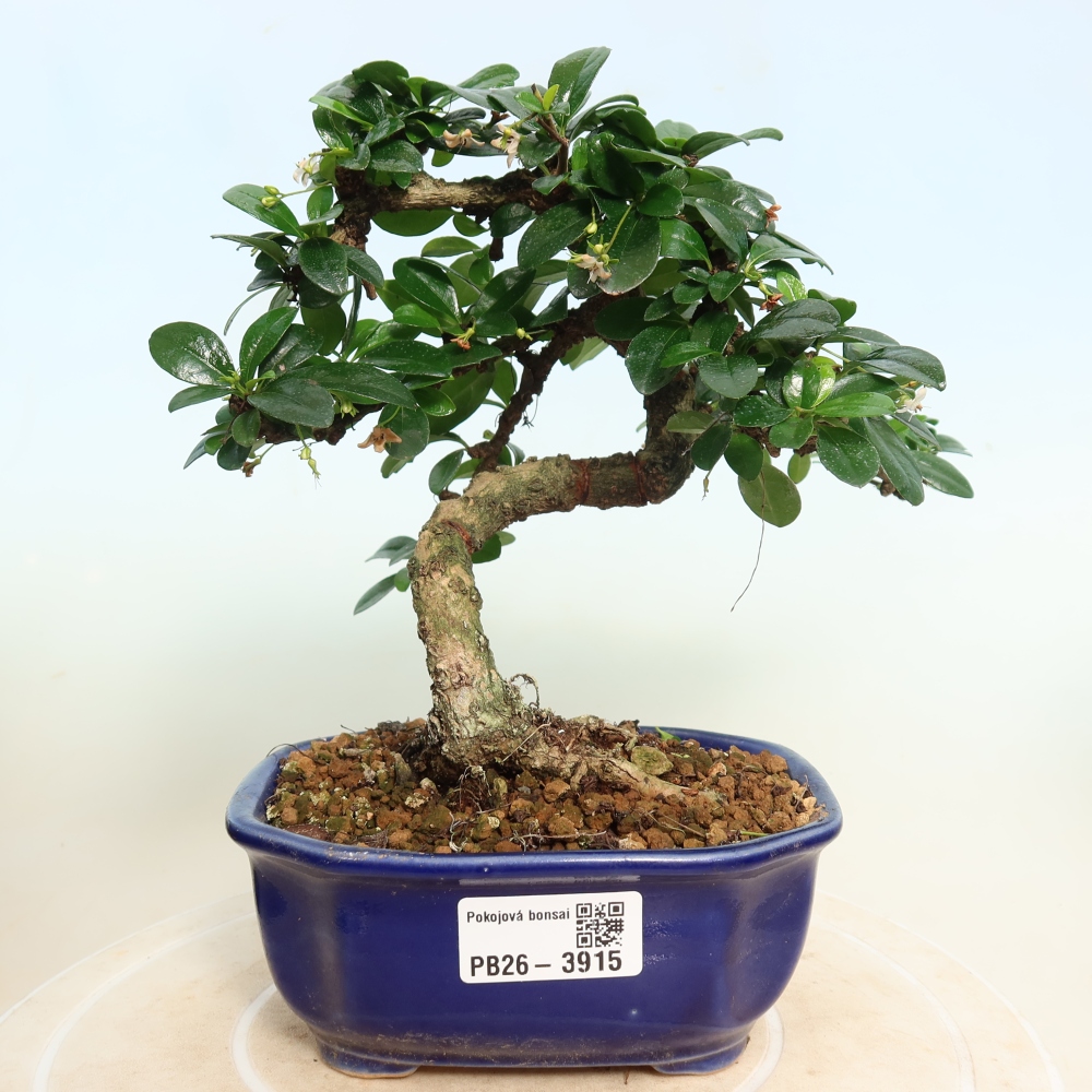 Pokojová bonsai - Carmona macrophylla - Čaj fuki