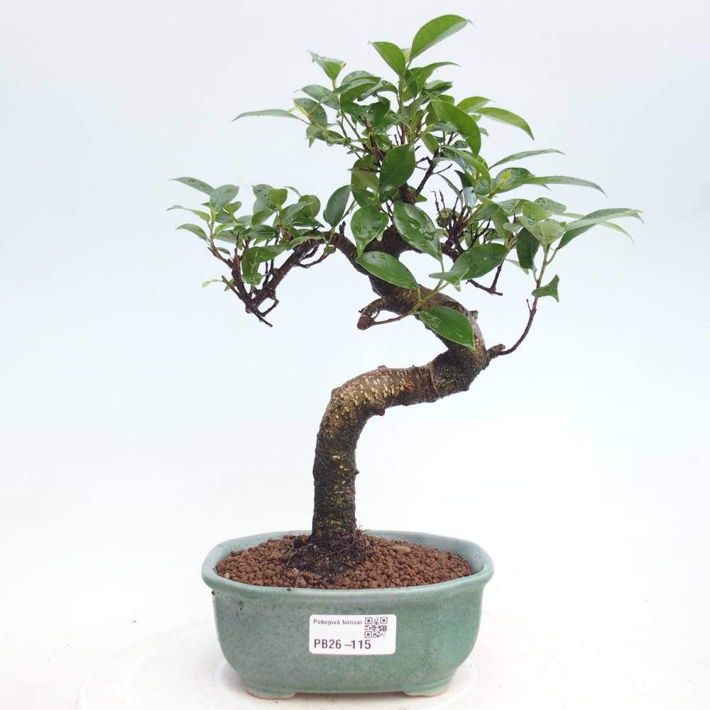 Pokojová bonsai - Ficus retusa -  malolistý fíkus