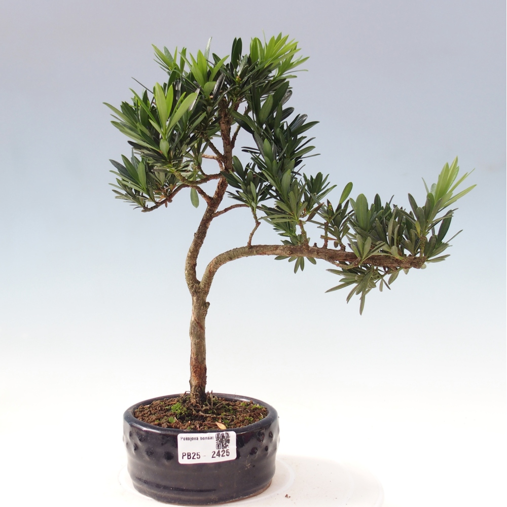 Pokojová bonsai - Podocarpus - Kamenný tis