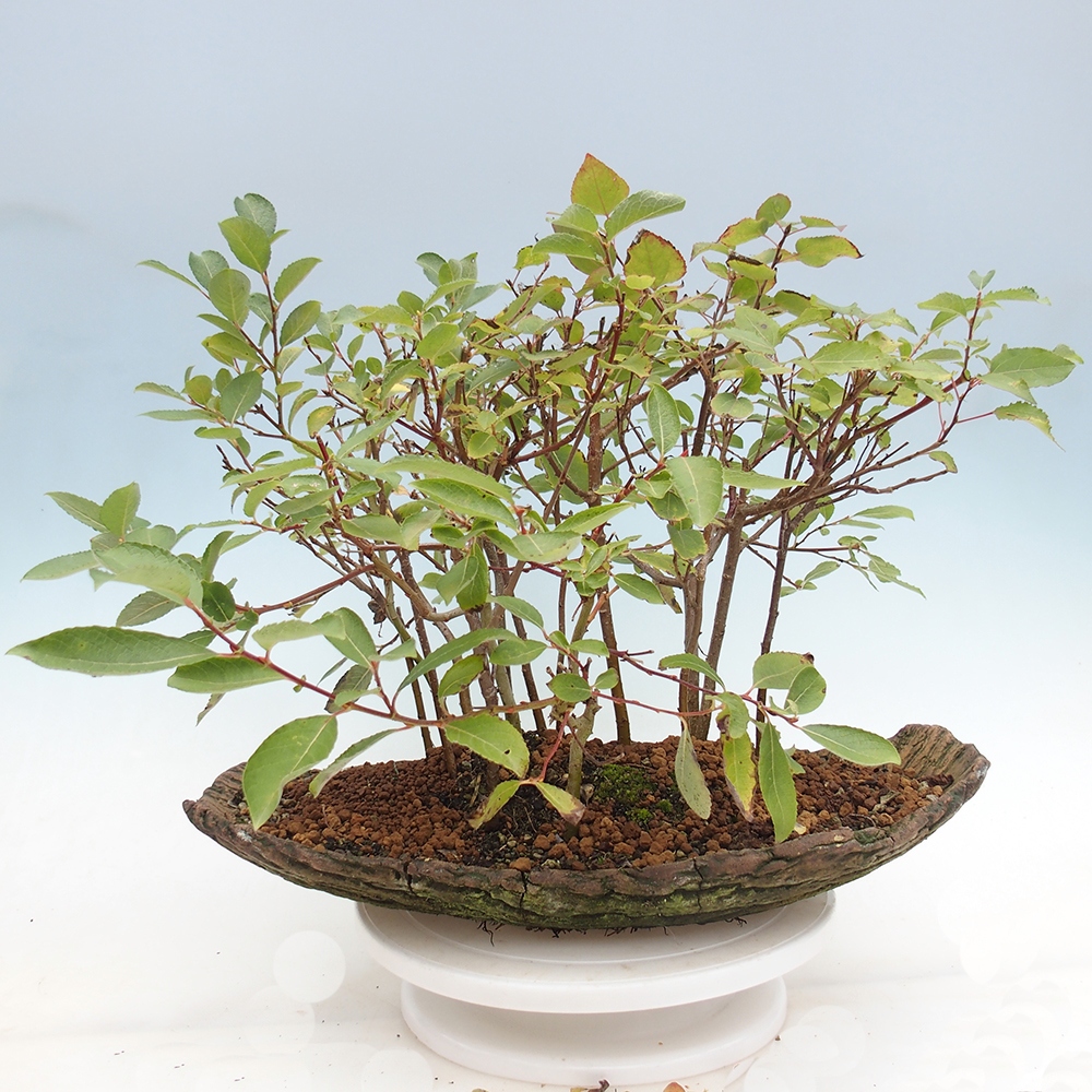 Venkovní bonsai - Salix - Vrba