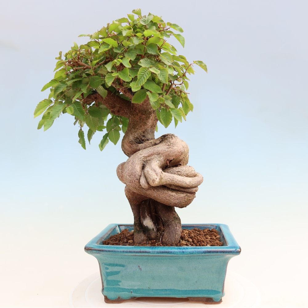 Venkovní bonsai -Carpinus Coreana - Habr korejský