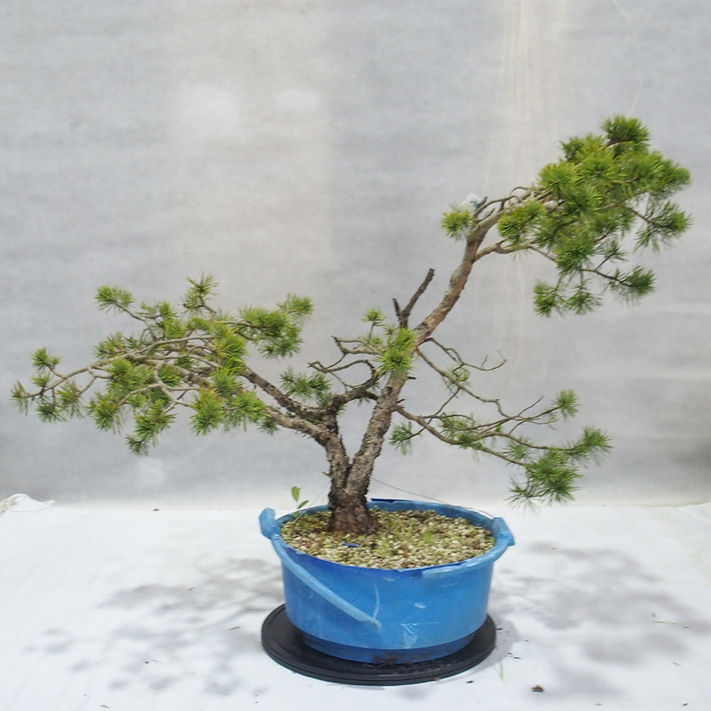 Yamadori - Pinus sylvestris 
