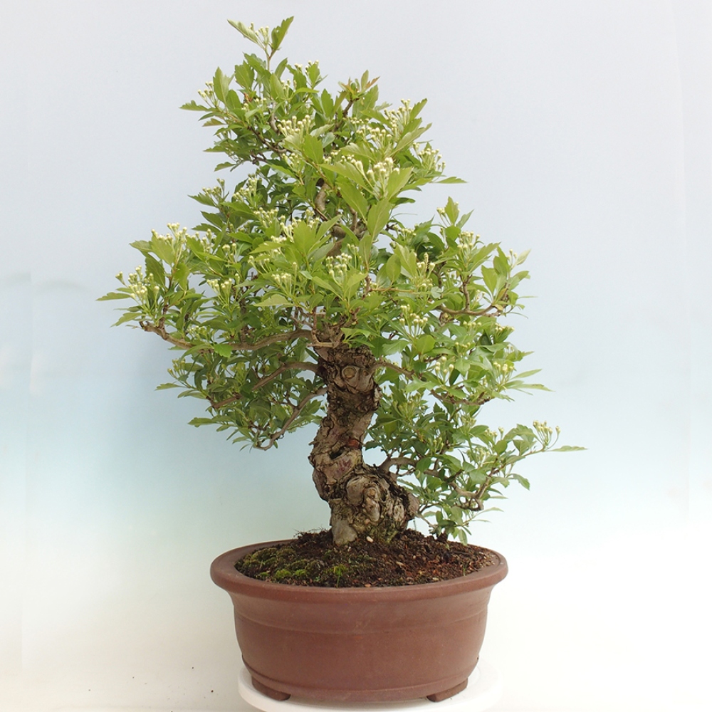 Venkovní bonsai - Hloh klínovitý - Crataegus cuneata