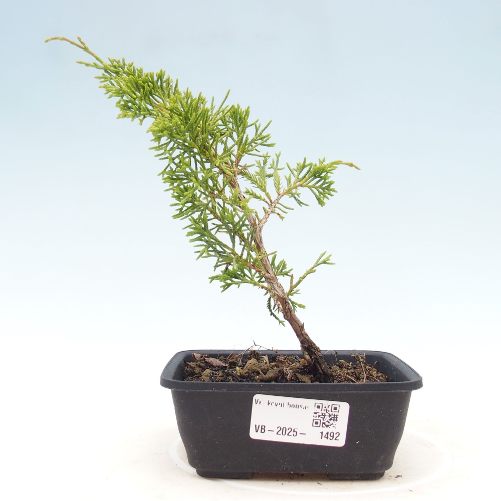 Venkovní bonsai - Juniperus chinensis Itoigawa -Jalovec čínský