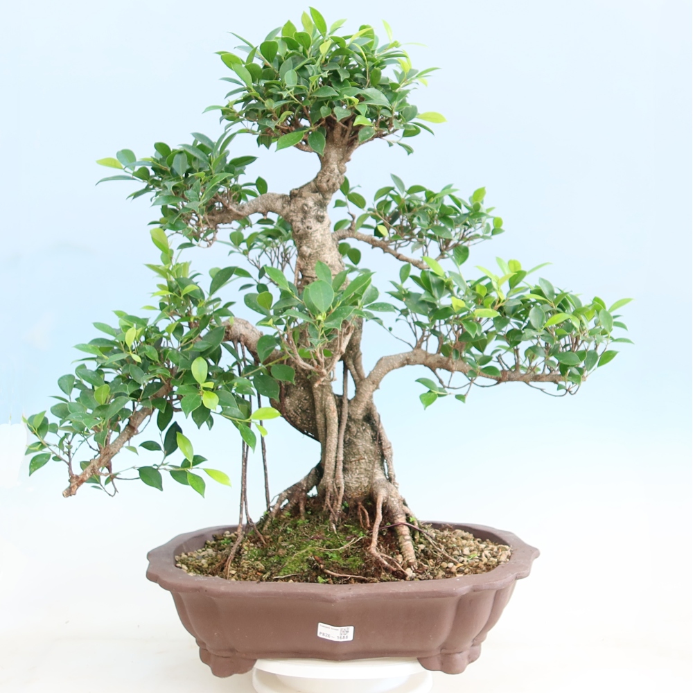 Pokojová bonsai - Ficus kimmen -  malolistý fíkus