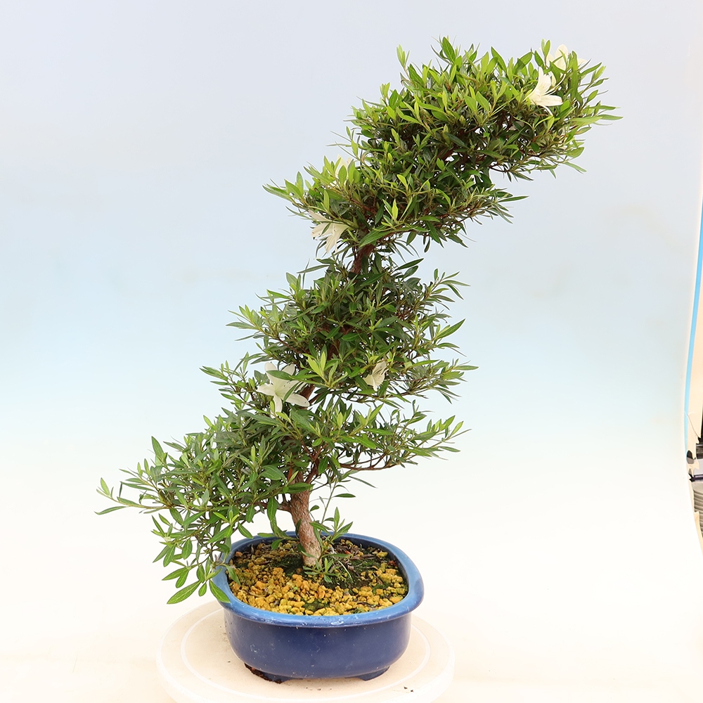 Venkovní bonsai - Japonská azalka - Azalea Hakurin