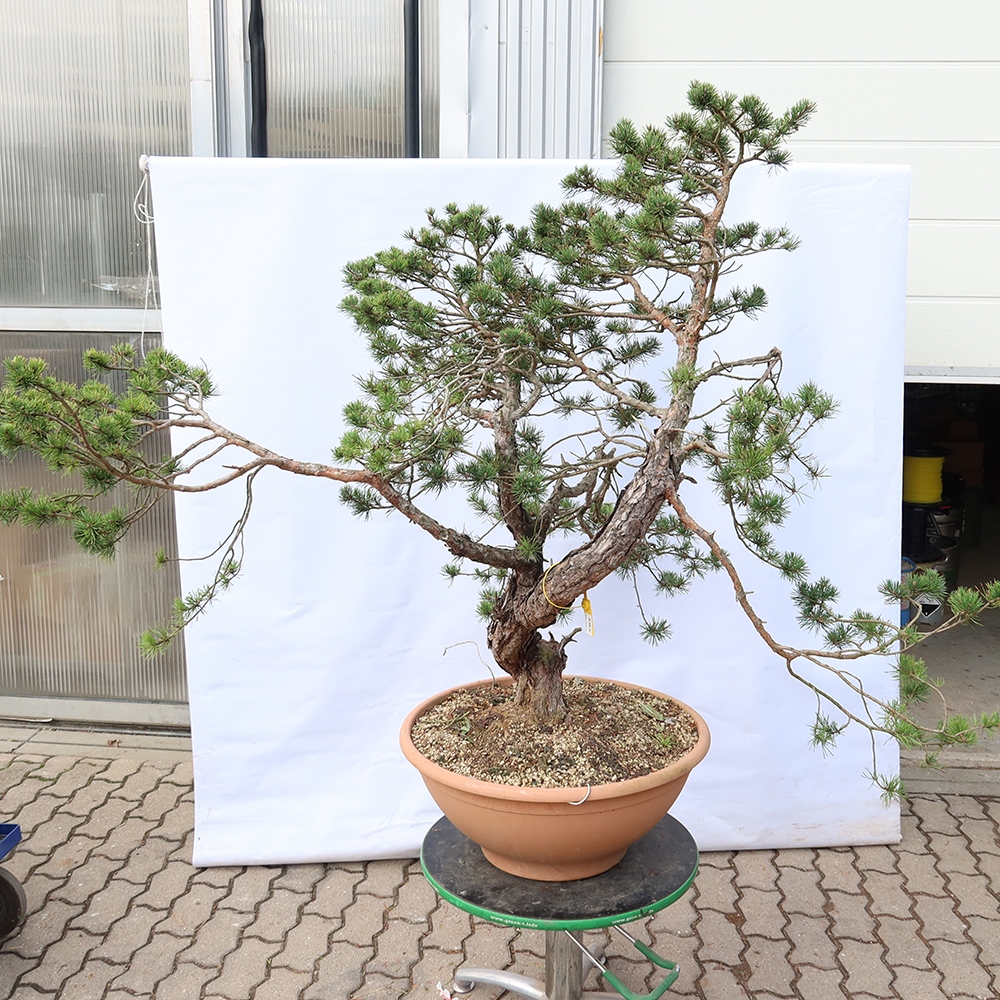 Pinus sylvestris Španělsko - borovice lesní