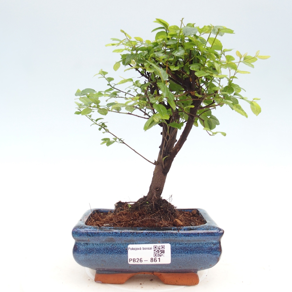 Pokojová bonsai - Sagerécie thea - Sagerécie thea