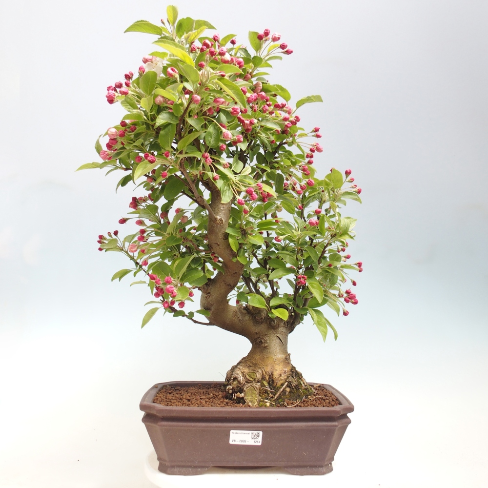 Venkovní bonsai -Malus halliana - Maloplodá jabloň