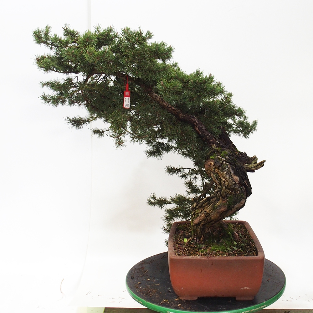 Yamadori - Pinus sylvestris Španělsko