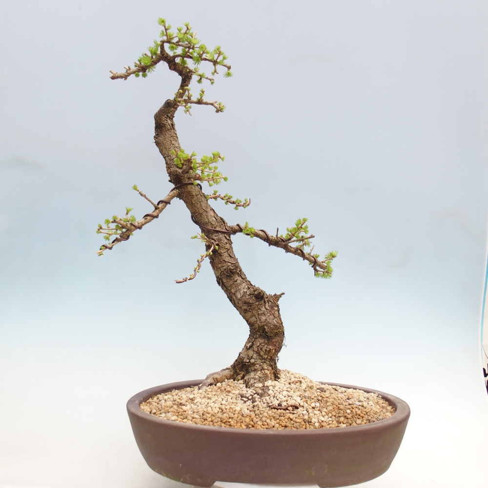 Venkovní bonsai -Larix decidua - Modřín opadavý - Pouze paletová přeprava