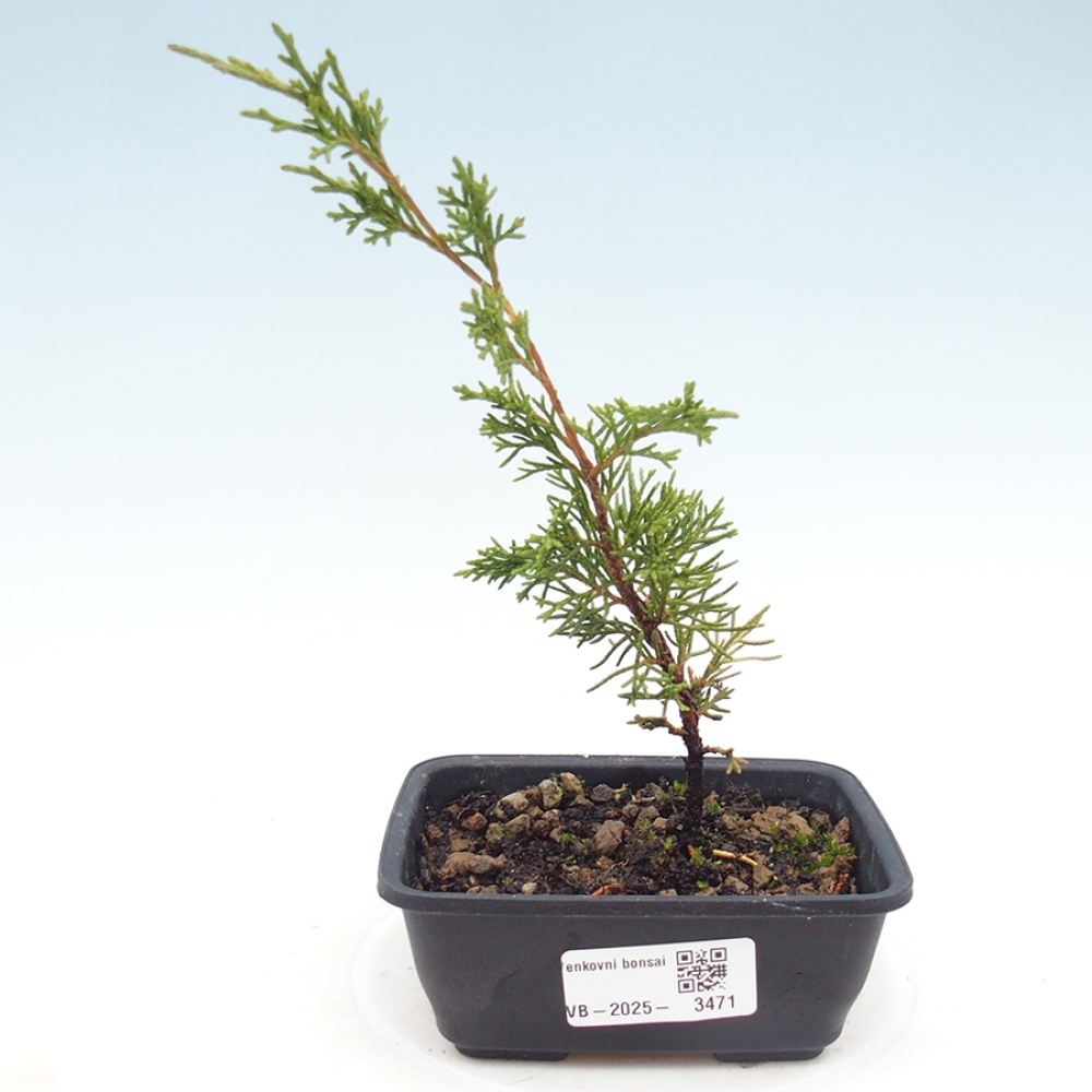 Venkovní bonsai - Juniperus chinensis Itoigawa -Jalovec čínský