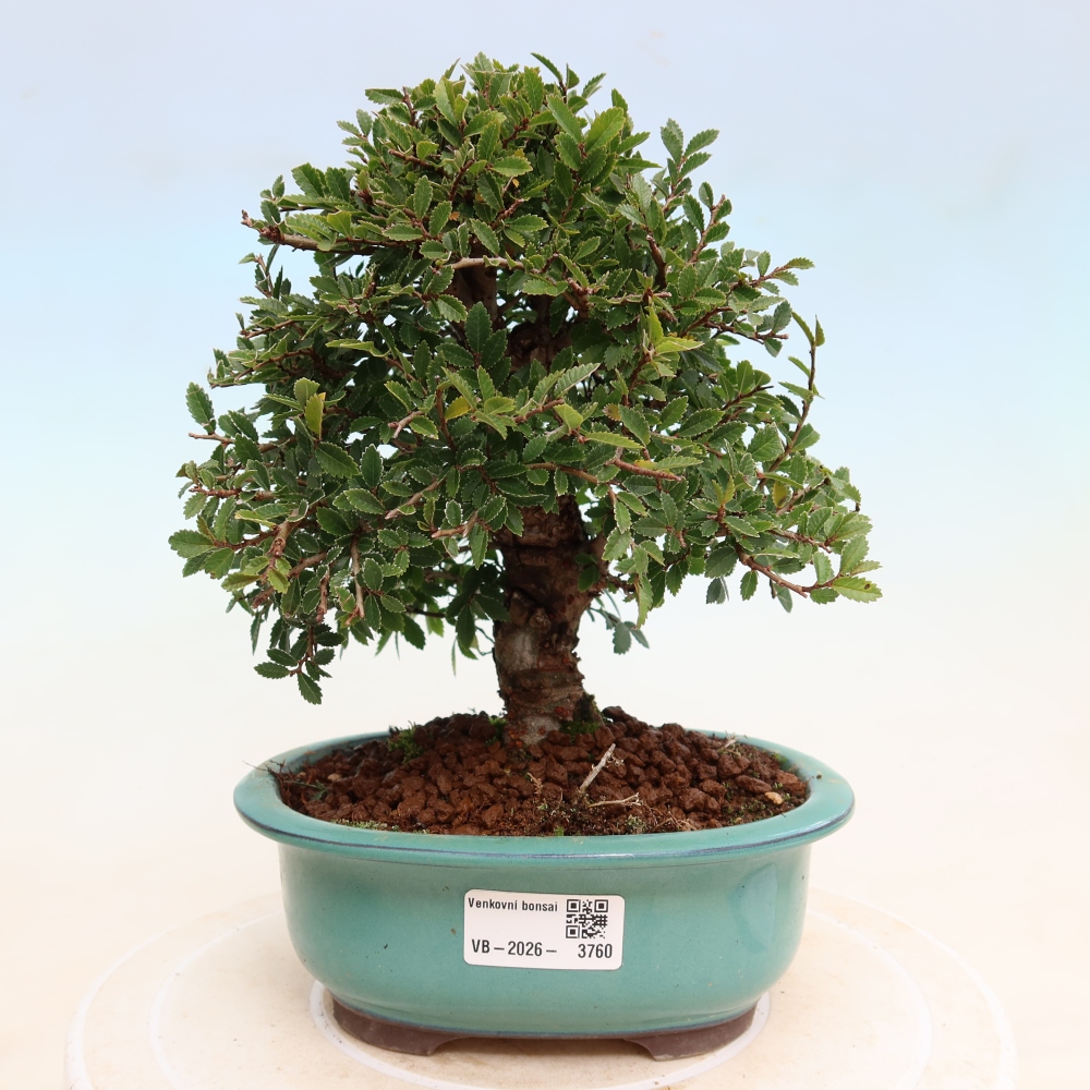 Venkovní bonsai - Zelkova - Zelkova NIRE