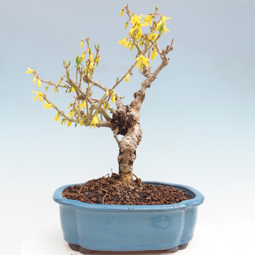 Venkovní bonsai - Zlatice - Forsythia koreana